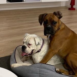 Meet your Posher, Judy